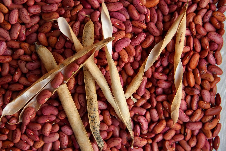 Bush bean "Hagnauer Rote"