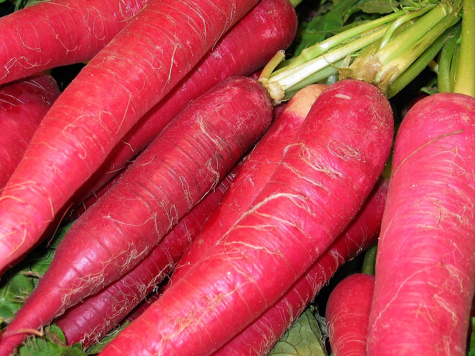 Radish "Easter greeting pink 2"