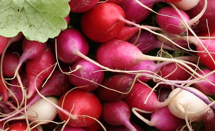 Radish "Classic Trio