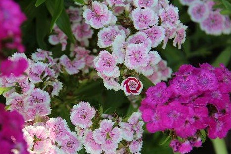 Dianthus barbatus mixture