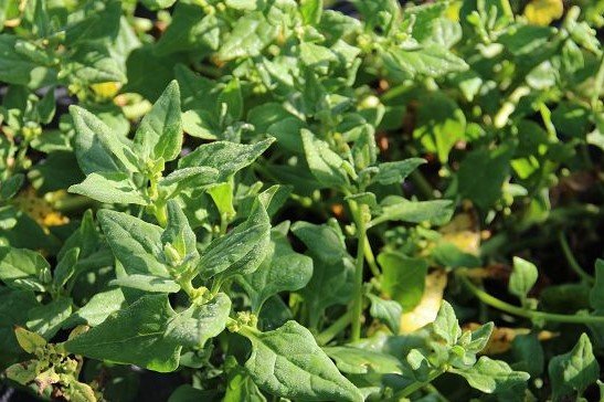 New Zealand spinach
