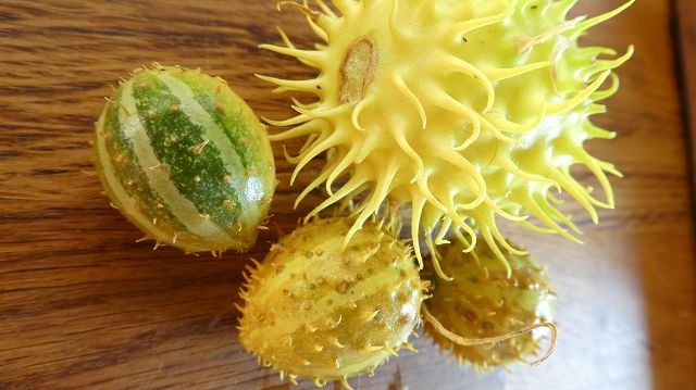 Colourful ornamental cucumber mix