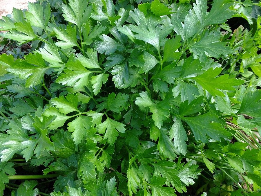 Flat leaf parsley