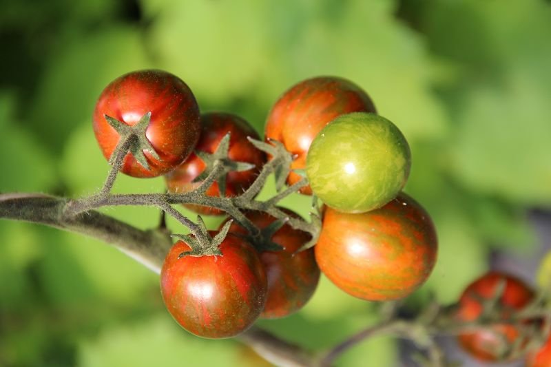Cocktail tomato