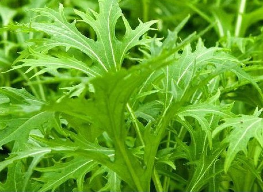 Japanese leaf mustard "Mizuna
