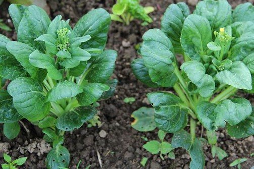 Mini Pak Choi "Tatsoi"