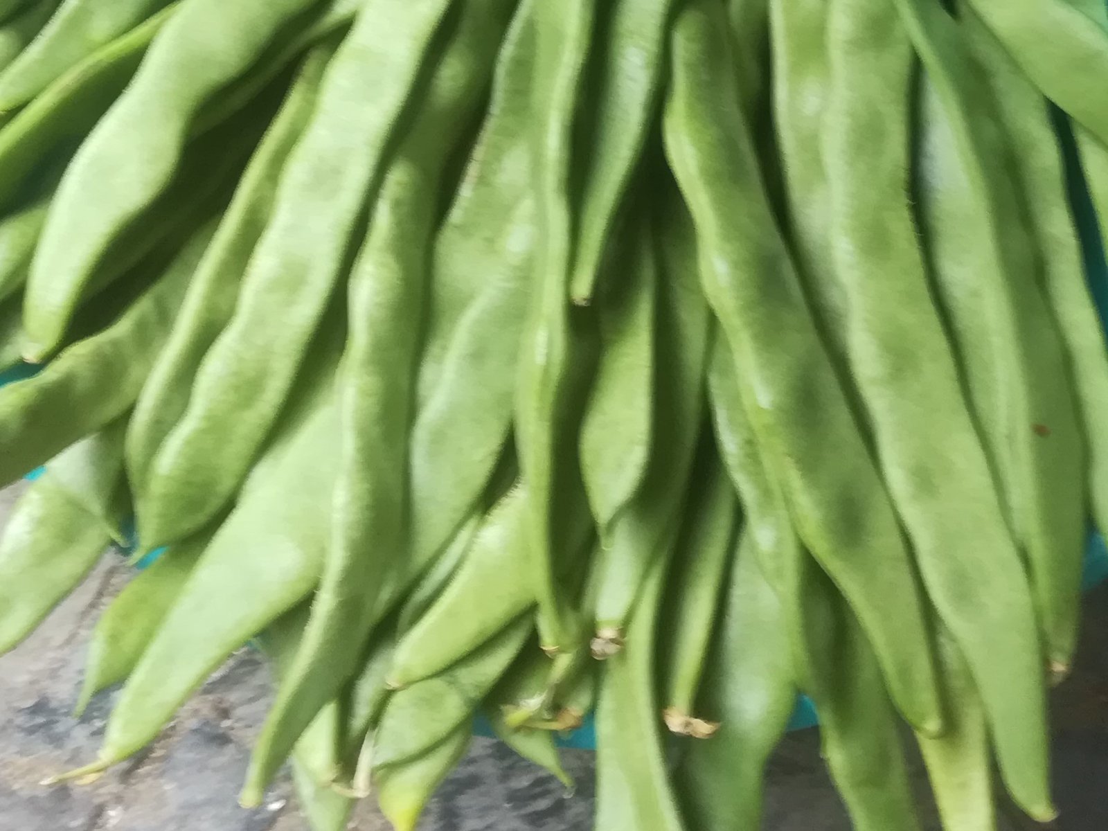 Runner bean „Schwabenland"