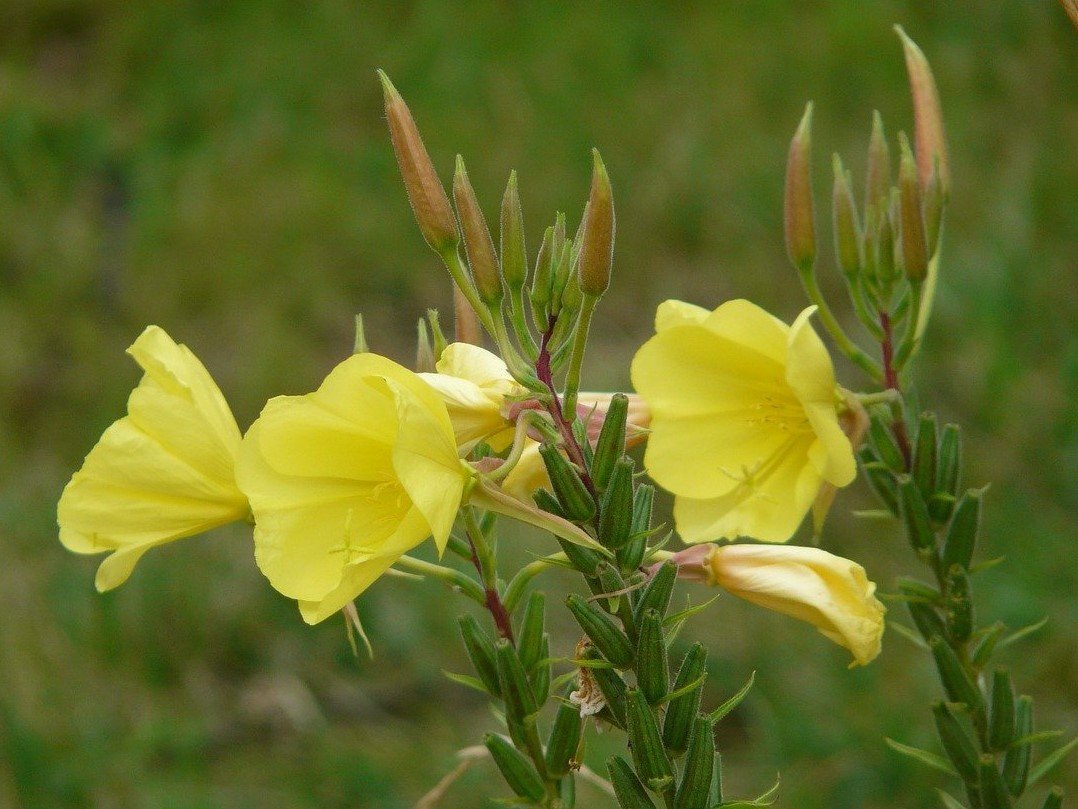 Evening primrose
