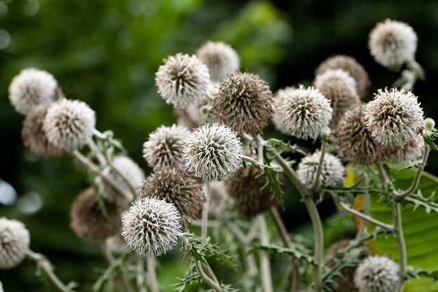 Bullet thistle