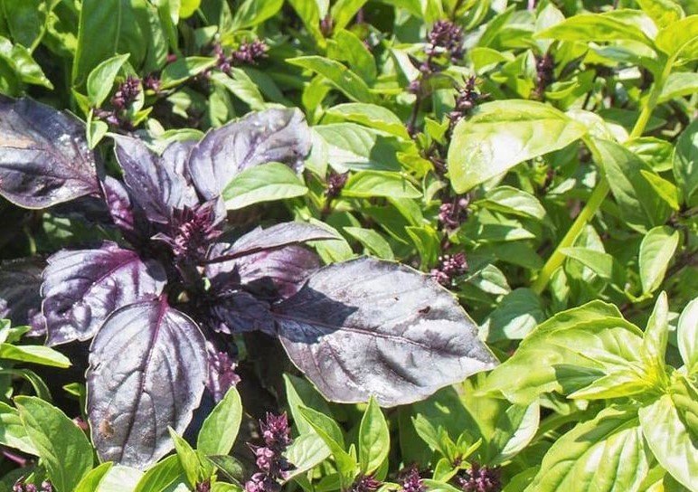 Basil variety