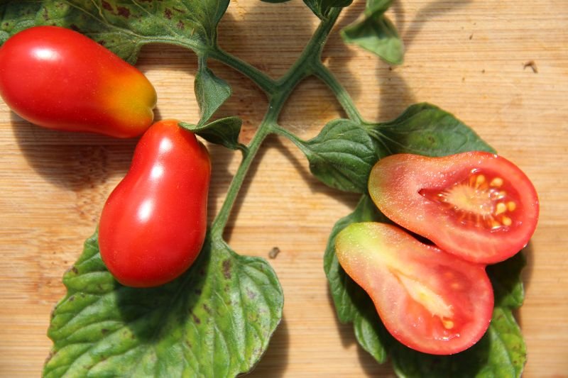 Cocktail Tomato "Megagron Cocktail"