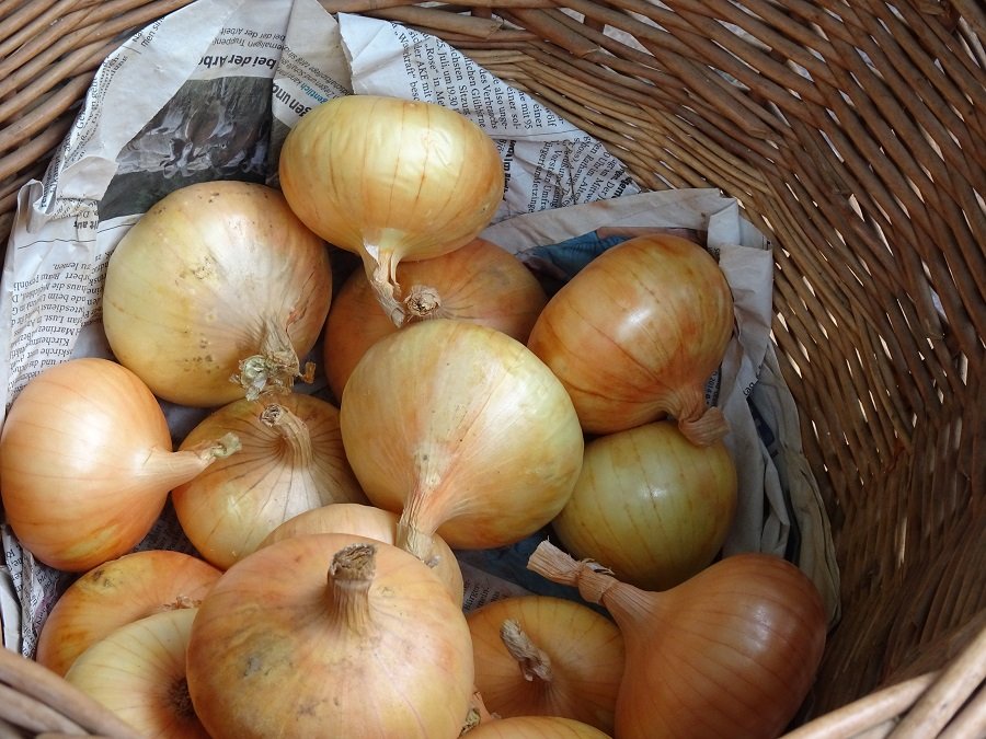 Onion "Stuttgart Giant"