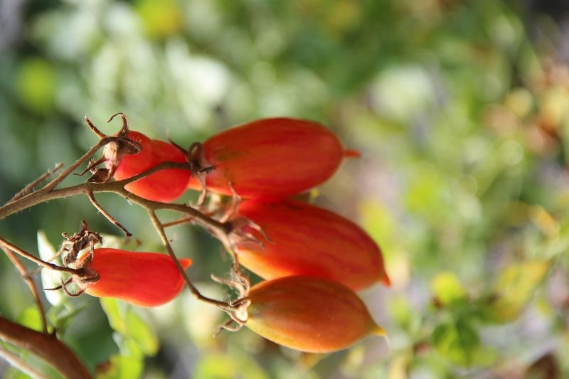 Balcony tomato „Mini-Artisa“