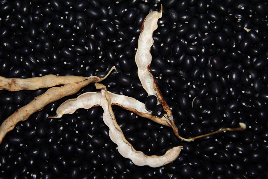 Runner bean „Schwarze Kugelbohne“