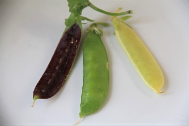 Colourful sweet pea mixture