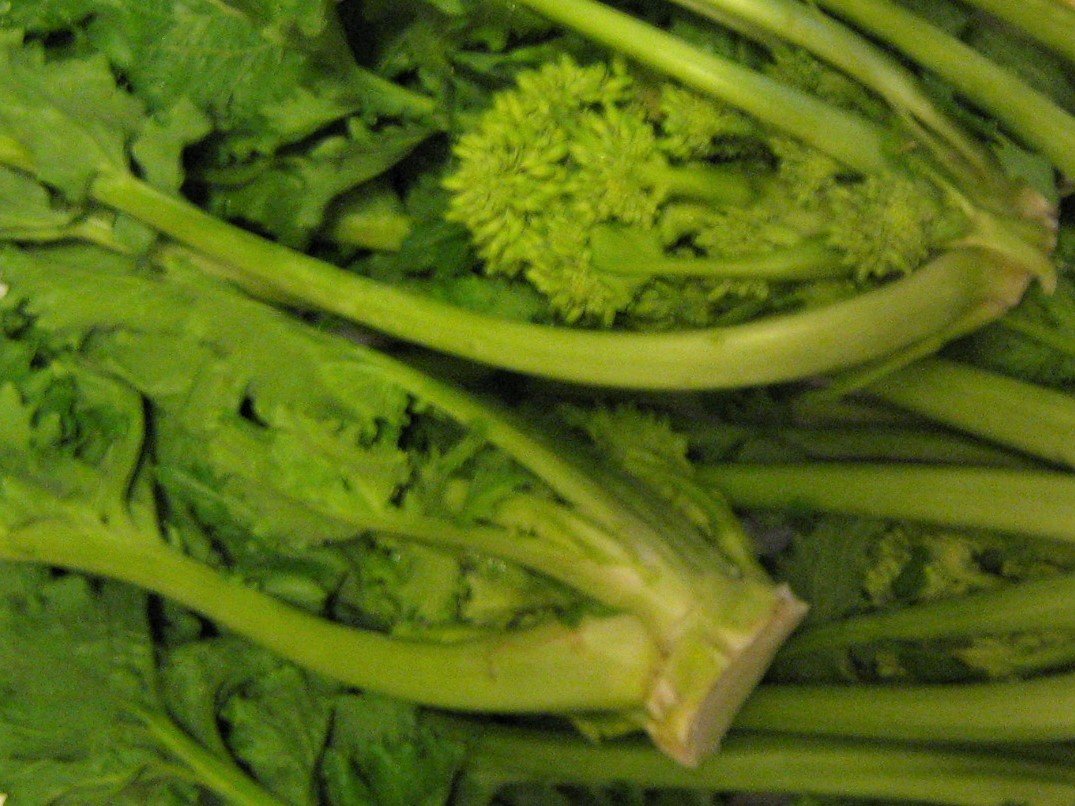 Stem cabbage „Chimi di rapa"