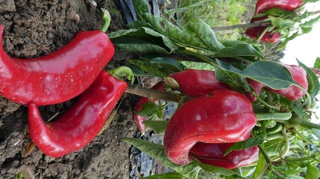 Sweet Pepper „Ox Horn"