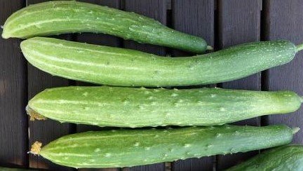 Salad cucumber „Chinese Snakes"