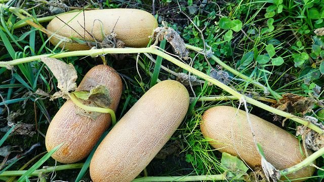 Outdoor cucumber „Sikkim"