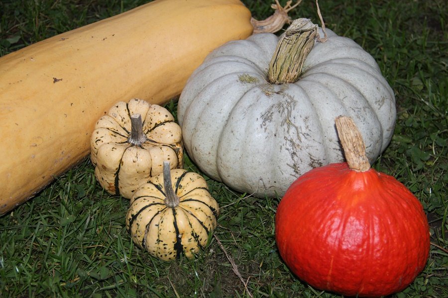 Fine edible pumpkins