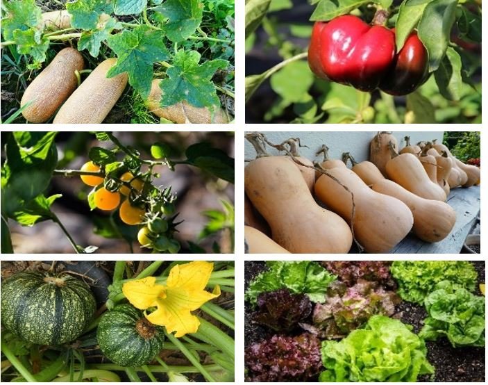 "Best of Beet" seed set