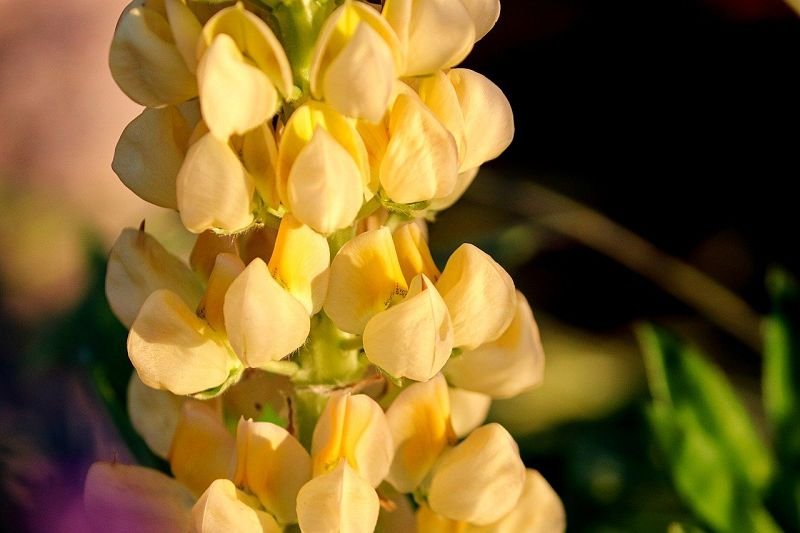 Yellow sweet lupine