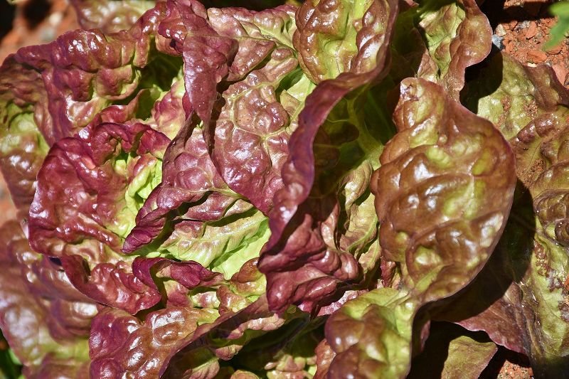 red lettuce „Rouge Grenobloise"