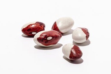 Bush bean "Red Calypso"