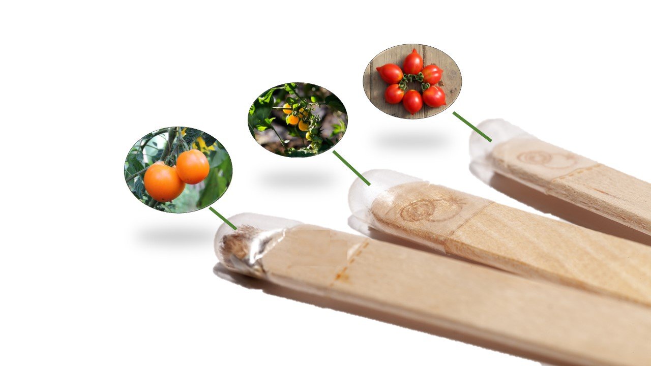 „Tomato Spectacle“ Seed Sticks