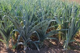 Leek "Bulgarian Giants"