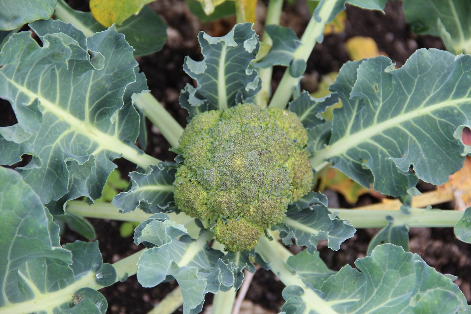 Broccoli "Calabrese Natalino"