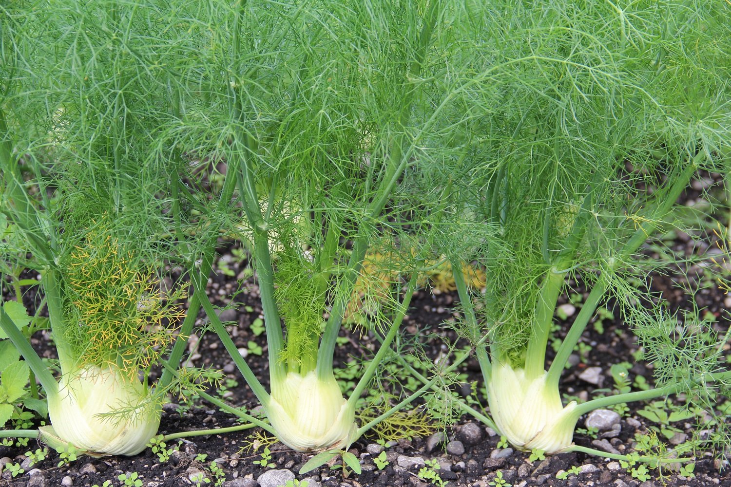 Tuber fennel "Mantovano"