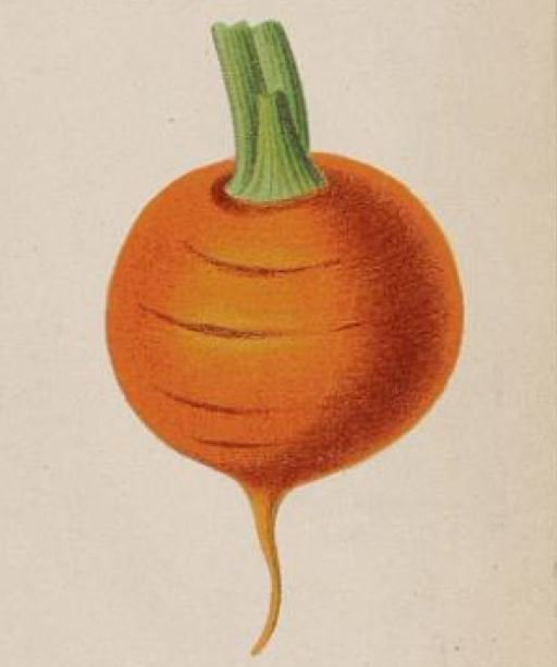 Carrot "Paris market"