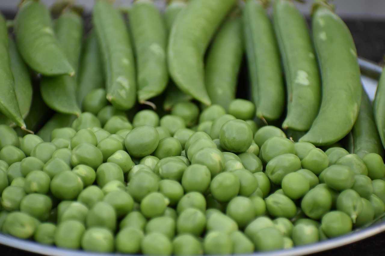 Pith pea "Miracle of Kelvedon"