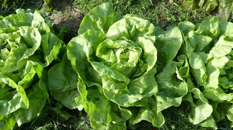 ”Neckarriesen” lettuce