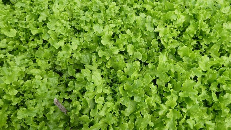 „Struwelpeter" lettuce
