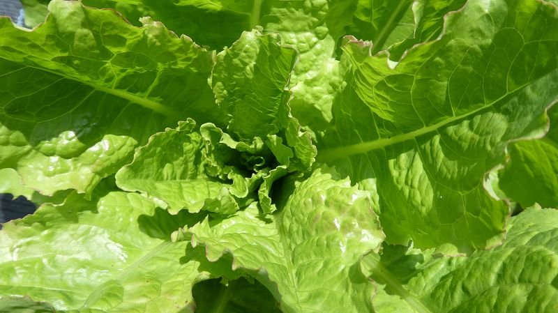 Lettuce  "Altöttinger Großkopfada”