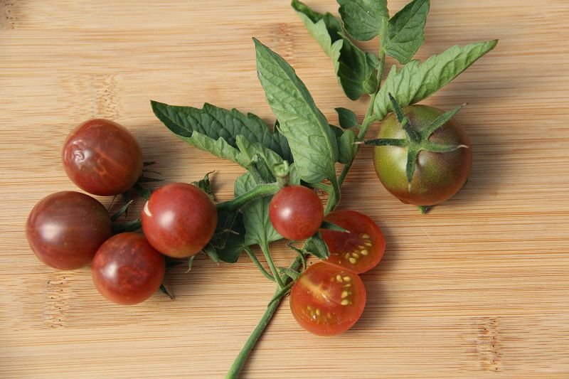 cocktail tomato „Aromastar“