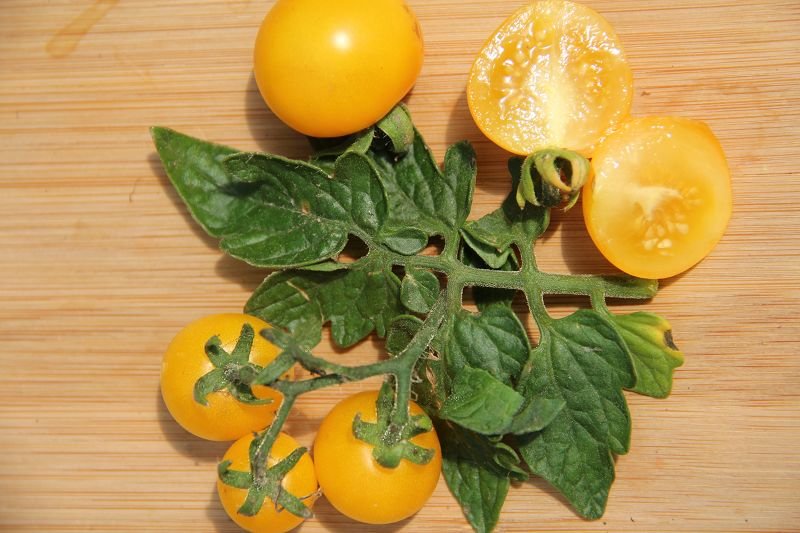 Balcony tomato "Birdie Jaune"