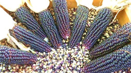 Blue popcorn corn "Heavenly Blue"