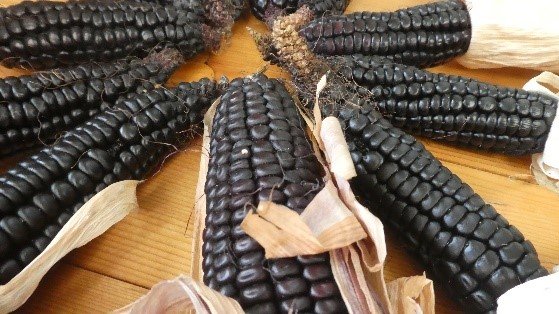 Corn "Black Tessiner"