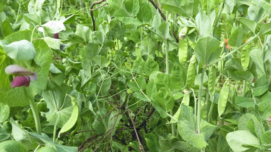 Kesselheim Sugar Pea