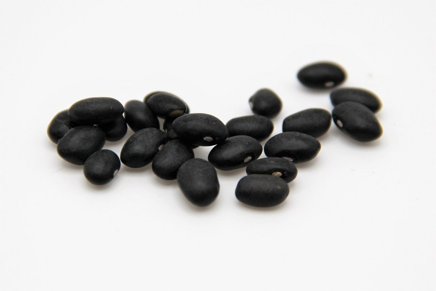 Bush bean (Dried Bean) – “Black Turtle”