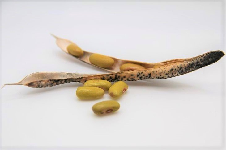 Bush bean (Dried Bean) "Friesian forest bean"