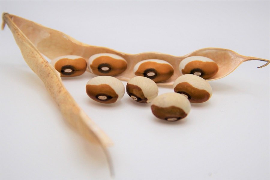 Bush bean (Dried Bean) "Wieringer bean"