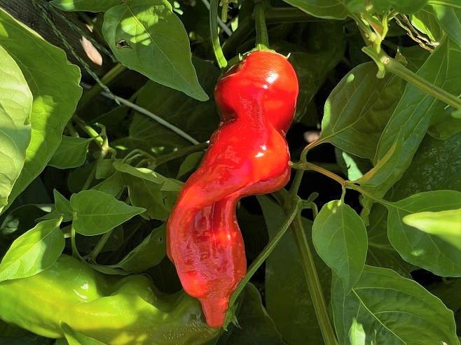 Peppers "Dedo de Maca"