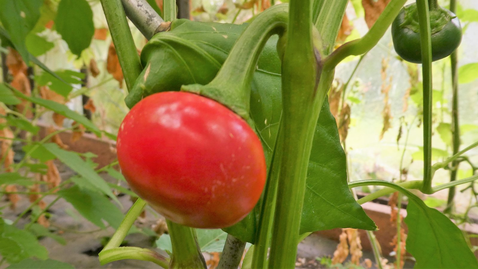 Chili "Ball pepperoni"