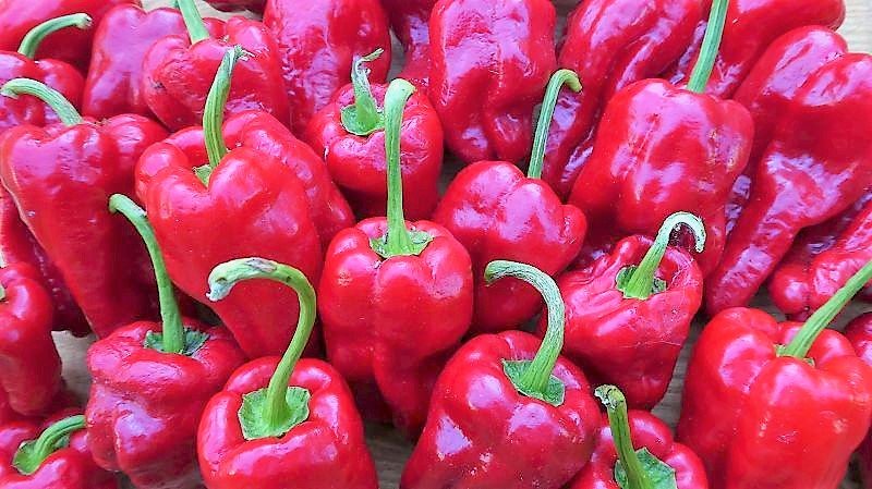 Roasted peppers "Pimiento de Padron"