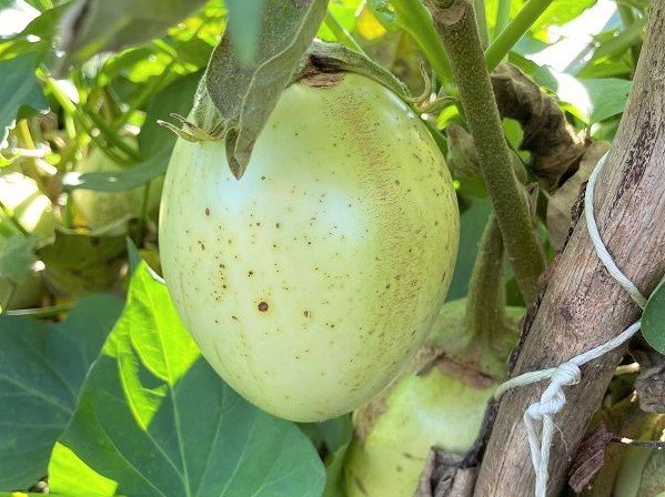 Aubergine „Apple green“