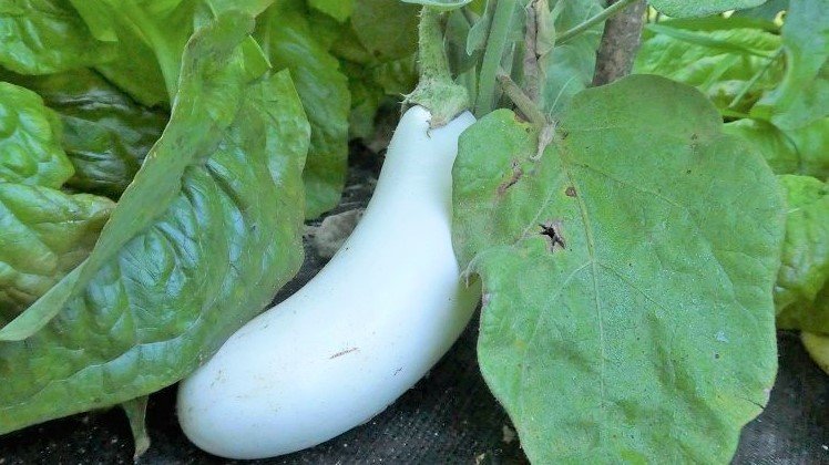 Aubergine „White Lily”